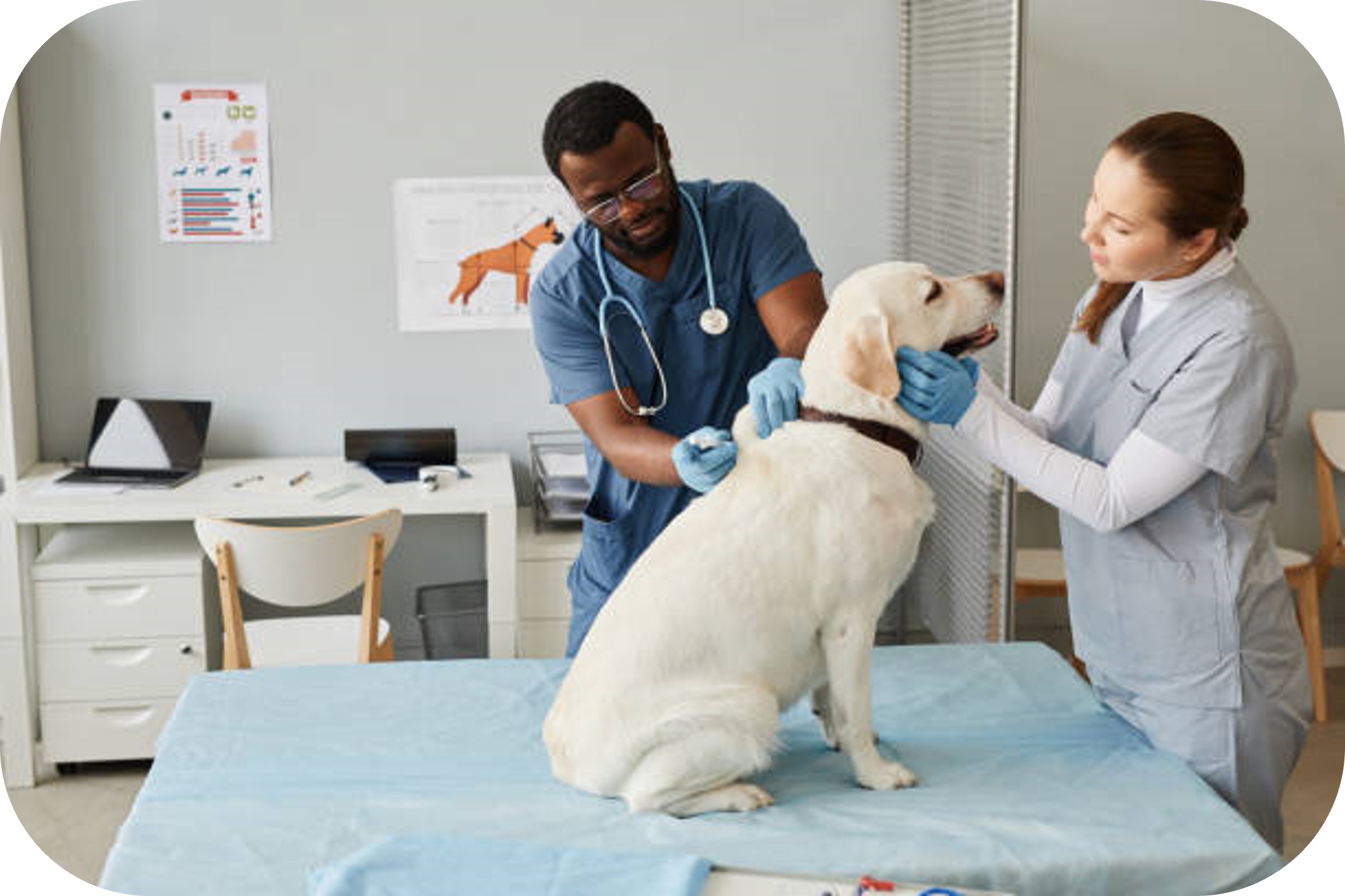 Vet Office