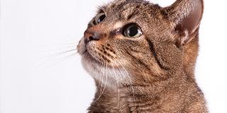 Burns from veterinary heat mats 