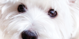 Retained veterinary swabs 