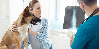 Providing consent to veterinary care