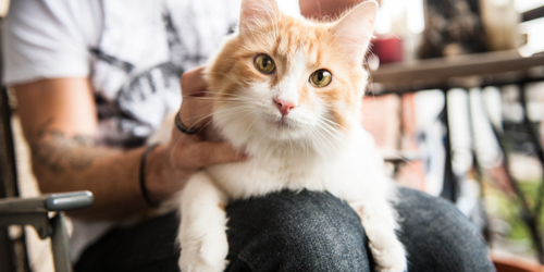 cat toothbrush australia