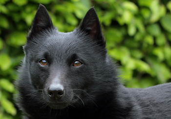 Schipperke