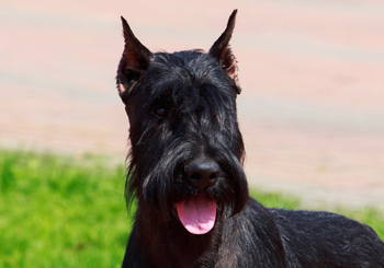 Schnauzer (Giant)