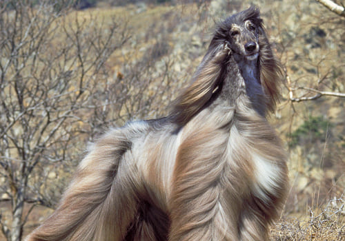 Afghan Hound Breed Facts Traits Health Vets Choice