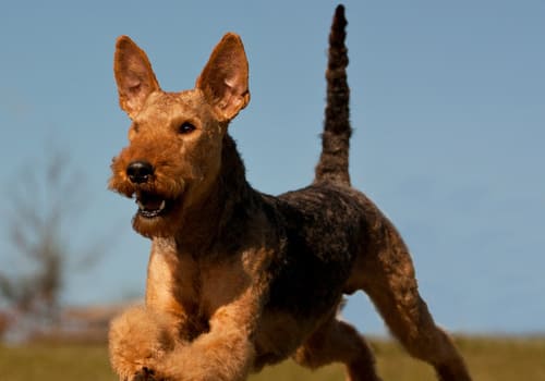 Airedale Terrier