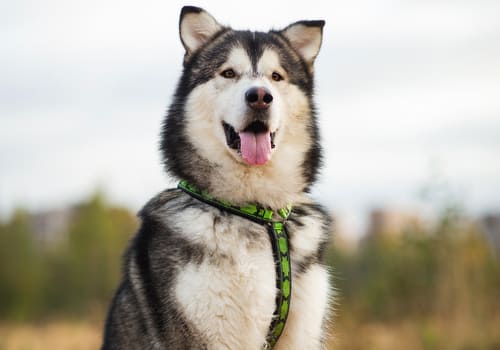 Alaskan Husky