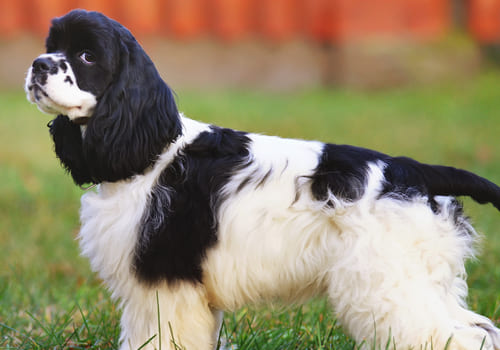 American Cocker Spaniel