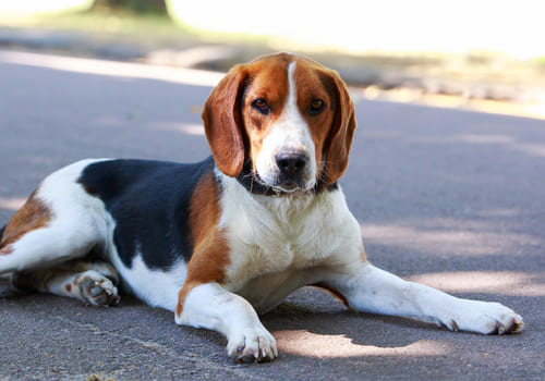 American Foxhound