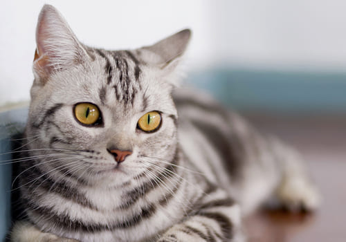 American Shorthair