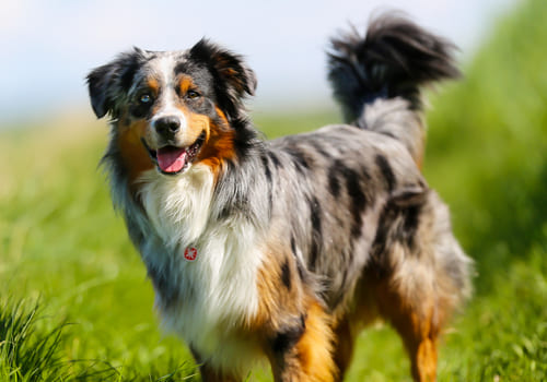 Australian Shepherd