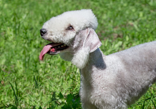 Bedlington Terrier