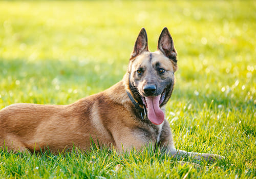 Belgian Shepherd Malinois