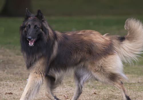 Belgian Shepherd Tervuren