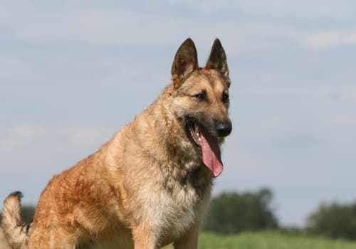 Belgian Shepherd Laekenois