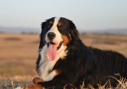 Bernese Mountain Dog