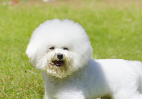 Bichon Frise