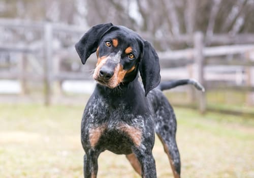 Bluetick Coonhound