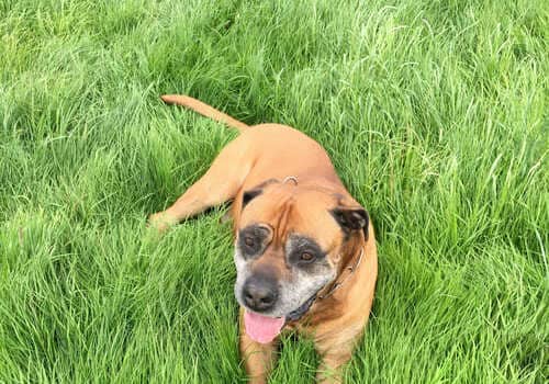 Boerboel