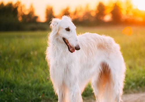 Borzoi