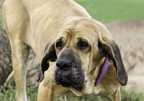 Brazillian Mastiff