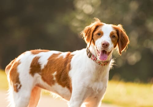 Brittany Spaniel