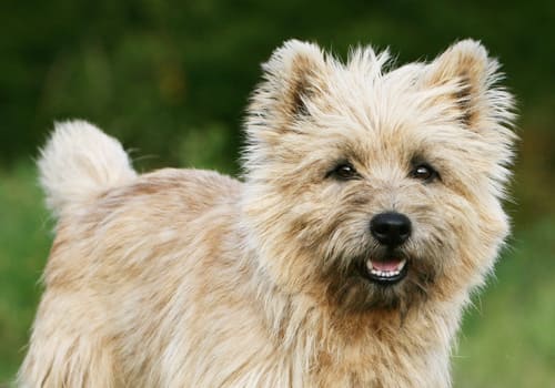 Cairn Terrier