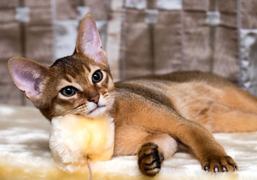 Australian deals cat breeds