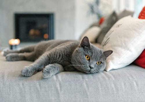 British Shorthair