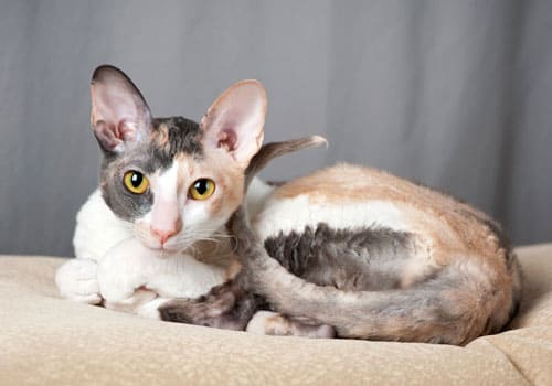 Cornish Rex