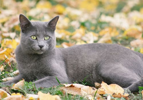 Russian Blue