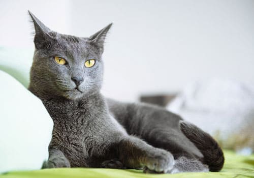 Russian Blue