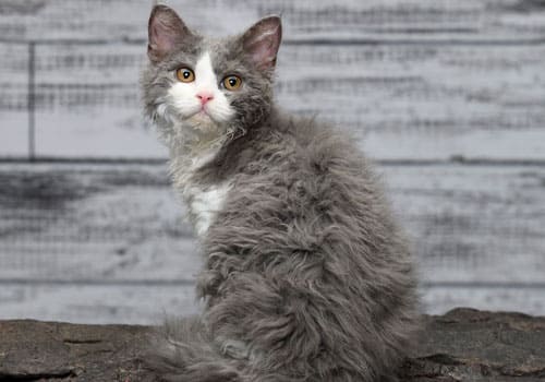 Selkirk Rex