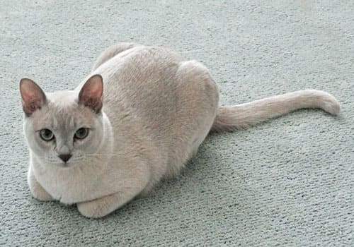 Tonkinese