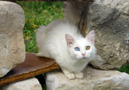 Turkish Van