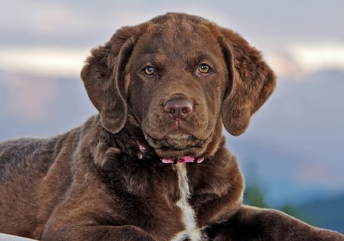 Chesapeake Bay Terrier