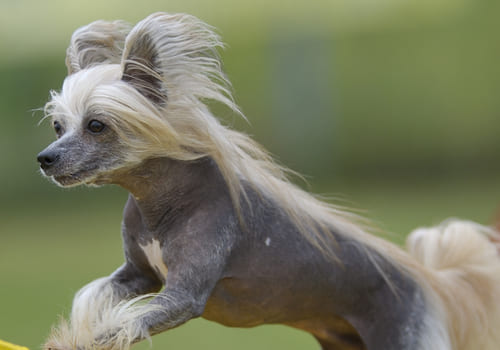 Chinese Crested Dog