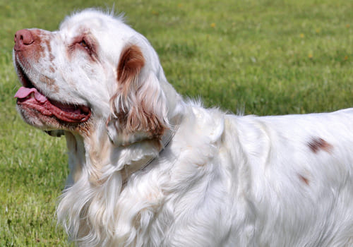 Clumber Spaniel