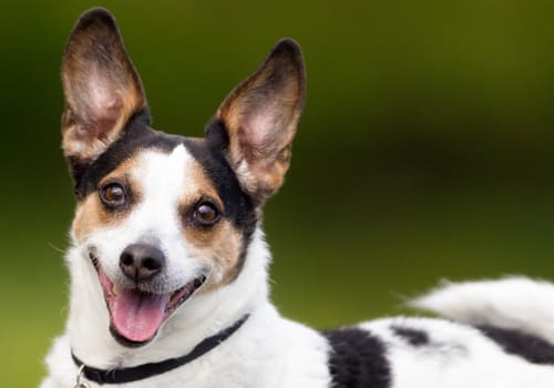 Danish-Swedish Farm Dog