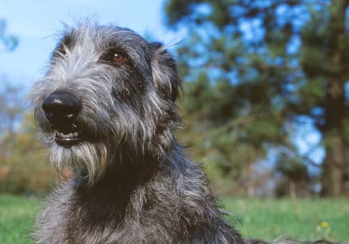 Deerhound