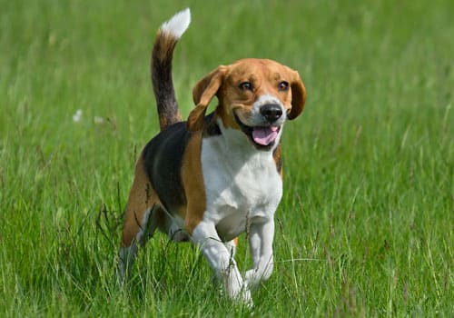 Beagle