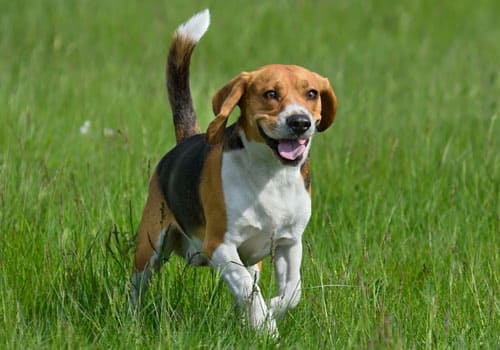 Beagle