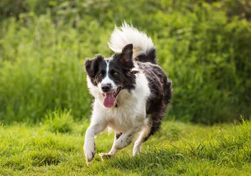 Border Collie