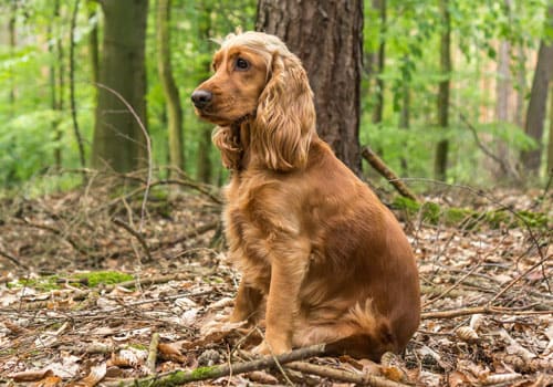 Cocker Spaniel