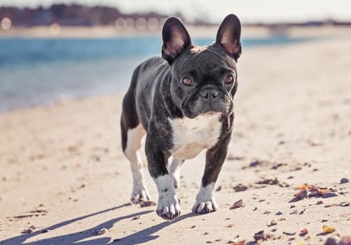 French Bulldog