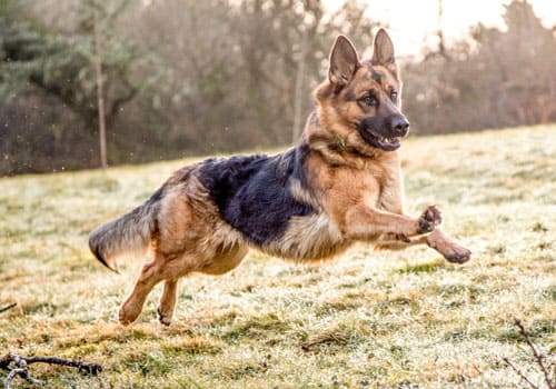 German Shepherd