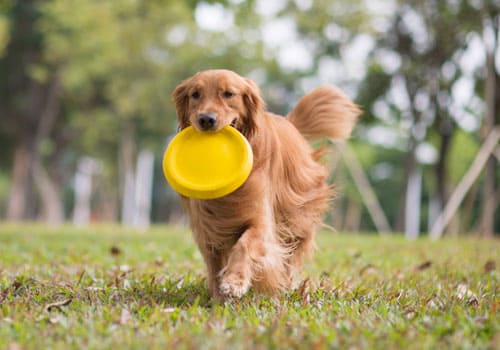 Golden Retriever