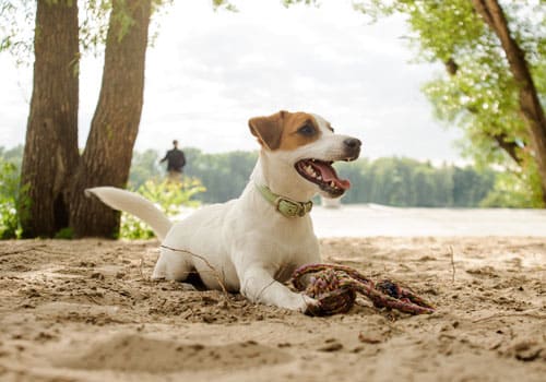 Jack Russel Terrier