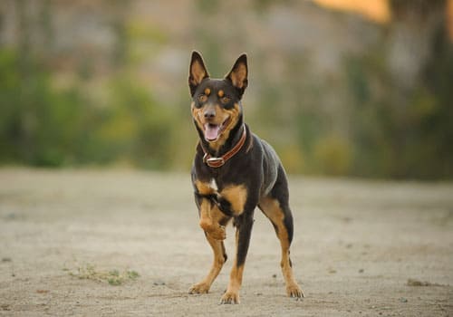 Australian Kelpie