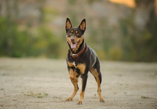 Australian Kelpie