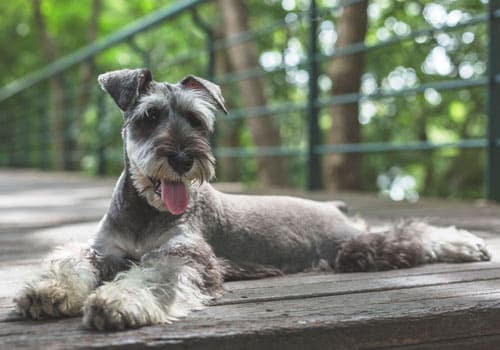 Miniature Schnauzer